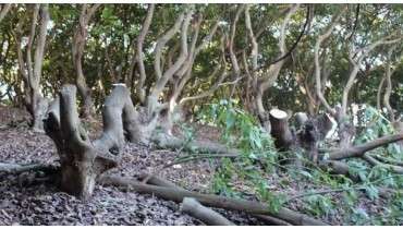 Sacrificar árboles de aguacate en la Costa Tropical